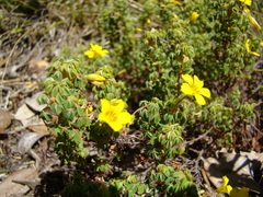 Oxalis confertissima