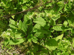 Lepechinia caulescens