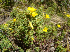 Oxalis confertissima