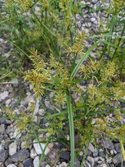 Cyperus microiria