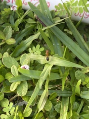 Camponotus floridanus
