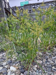 Cyperus microiria
