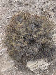 Sarcopoterium spinosum