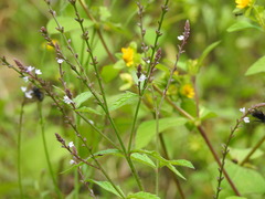 Verbena carolina