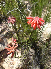 Erica cerinthoides cerinthoides