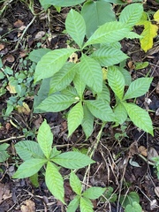 Psychotria nervosa