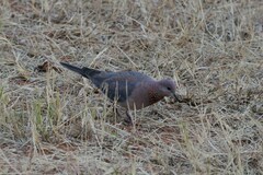 Streptopelia senegalensis senegalensis