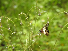 Catasticta nimbice