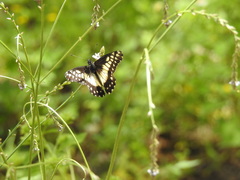 Catasticta nimbice