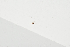 Monolepta bifasciata