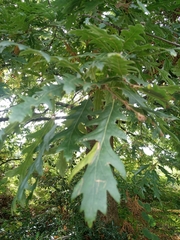 Quercus cerris