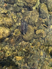 Mauremys reevesii