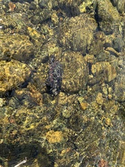 Mauremys reevesii