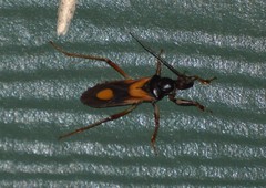 Rasahus biguttatus