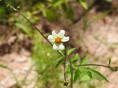 Bidens odorata