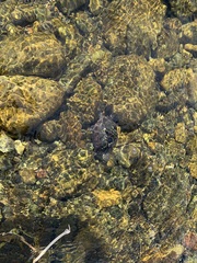 Mauremys reevesii
