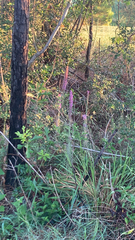 Liatris pycnostachya