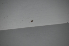 Monolepta bifasciata