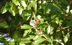 Philothamnus semivariegatus