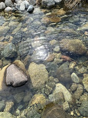 Mauremys reevesii