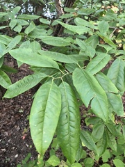 Oxydendrum