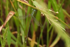 Lestes uncifer