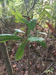 Persea borbonia