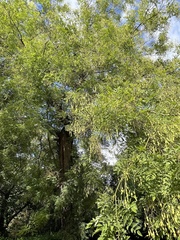 Styphnolobium japonicum