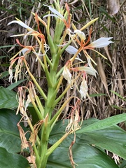 Hedychium spicatum