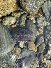 Mauremys reevesii