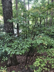 Oxydendrum
