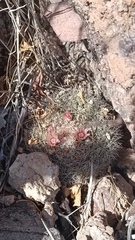 Mammillaria