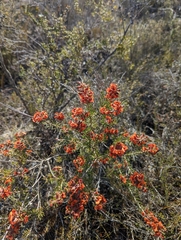 Dillwynia sericea