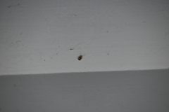 Monolepta bifasciata