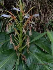 Hedychium spicatum