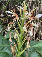 Hedychium spicatum