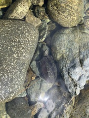Mauremys reevesii