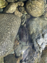 Mauremys reevesii