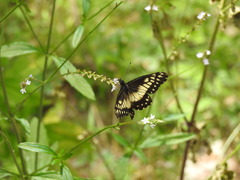 Catasticta nimbice