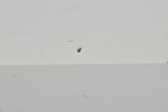 Monolepta bifasciata