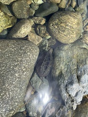 Mauremys reevesii