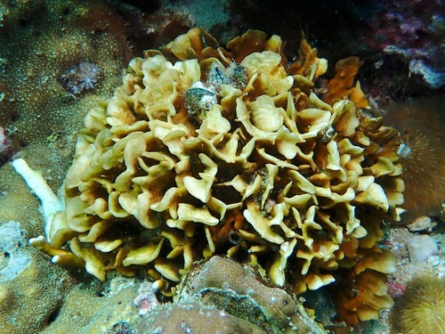 Cactus Coral (Pavona cactus)  iNaturalist