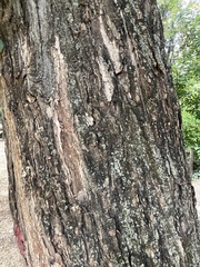 Styphnolobium japonicum