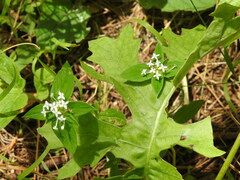 Crusea longiflora
