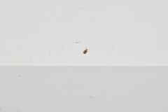 Monolepta bifasciata