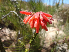 Erica cerinthoides cerinthoides