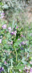 Medicago sativa