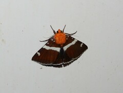 Buzara infractafinis