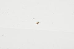 Monolepta bifasciata