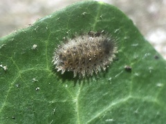 Chrysomelidae